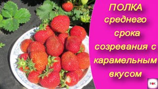 Среднеспелый сорт Полка с карамельным вкусом [upl. by Fuchs673]