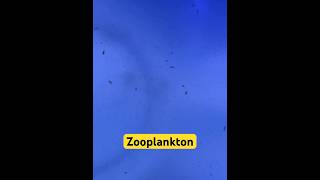 Zooplankton Copepodi Amtra 🪸 Reef Acquario Marino [upl. by Enieledam]