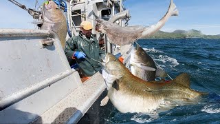 Alaskas Epic Longline Fish Fishing  How We Caught a Ton of Fish in One Day [upl. by Upshaw]