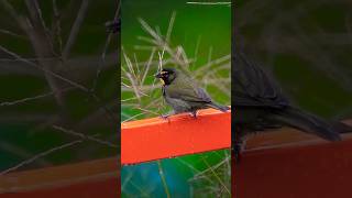 ❤️ Yellow faced grassquit ❤️ [upl. by Cardinal177]