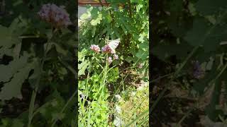 Butterfly 👀🦋🌸 mygarden shorts shortvideo [upl. by Freddy]