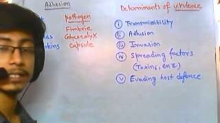 Adhision of bacteria to the host cell [upl. by Xanthus]