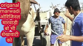 Gela ki yari ji ko janjal गेला की यारी जी को जंजालRajsthani comedy video राजस्थानी कॉमेडी वीडियो [upl. by Ciprian]