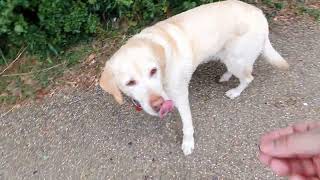 So a walk around ouse valley park in wolverton today guys in miltonkeynes 292024 [upl. by Atsylac56]