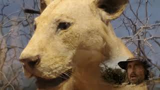 Lions of Tsavo  The Ghost and the Darkness [upl. by Kcirdlek]