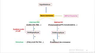 Cours dEndocrinologie vidéo 2  Axe Hypothalamo hypophysaire [upl. by Azalea]