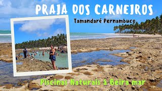 Piscinas Naturais á Beira dos carneiros Tamandaré Pernambuco 🇧🇷 [upl. by Mavilia]