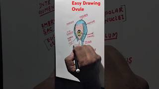 How to Draw Ovule ll Structure of Ovule [upl. by Kadner]