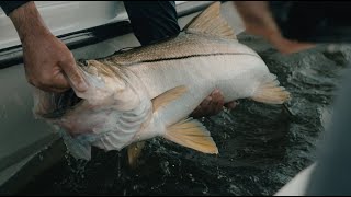 Unfathomed  Giant Snook Fishing in Stuart quotSnookasaurusquot [upl. by Bierman]