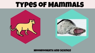 Types of Mammals [upl. by Adelia389]