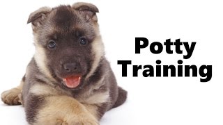 How To Potty Train An Alsatian Puppy  Alsatian House Training Tips  Housebreaking Alsatian Puppies [upl. by Naujyt]