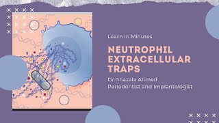 Neutrophil Extracellular Traps [upl. by Assadah]