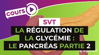 SVT BAC S  La régulation de la glycémie  le pancréas PARTIE 2 [upl. by Newcomb564]