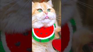 Funny Cat Moments 😂cat ytshorts funny youtubeshorts reels shorts [upl. by Doomham]