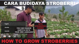 HOW TO GROW STROBERRIES  CARA BUDIDAYA STROBERI DI CIWIDEY [upl. by Relyuc732]