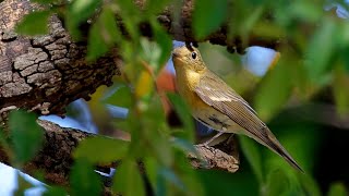 ムギマキ 野鳥 Mugimaki Flycatcher Ficedula mugimaki wildbirds [upl. by Peg]