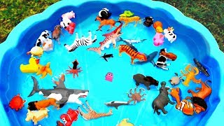 Lots of Zoo Wild Animals For Children With Real Safari Animal Videos [upl. by Nodnart]