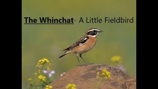 Whinchat Wonders  A Smalll Fieldcritter [upl. by Htiel]