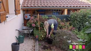 Comment planter une azalée et un rhododendron [upl. by Xena761]