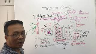 Thyroid Glandphysiology lectureNursing and MBBS year1hyperthyroidism and Hypothyroidism [upl. by Drye]