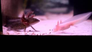 Axolotls eating pellets [upl. by Emelia308]