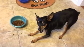 How a miniature pinscher eats [upl. by Eicart]