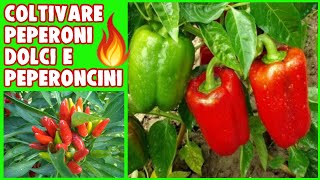 COME E QUANDO PIANTARE PEPERONI E PEPERONCINI🌶 🔥 [upl. by Ykcin269]