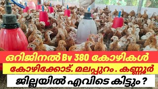 മലപ്പുറം കോഴിക്കോട് കണ്ണൂർ ജില്ലകളിൽ നല്ല Bv 380 കോഴികളെ കിട്ടുമോ [upl. by Roon]