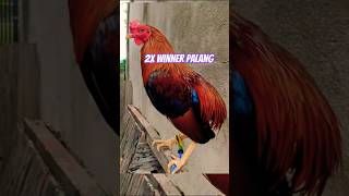 yan lang kinaya rooster chicken [upl. by Willey]