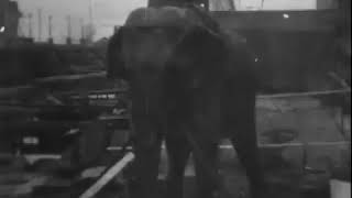 Казнь слона Electrocuting an Elephant 1903 года [upl. by Kate]