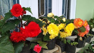 how to grow begonias  begonia plant care  begonia flower  Begonia  begonia plant [upl. by Teirrah]