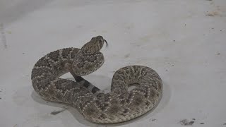 World’s Largest Rattlesnake Roundup aims to control rattlesnake population within Sweetwater [upl. by Nitram]