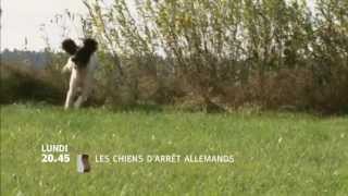 Les chiens darrêt allemands [upl. by Older]