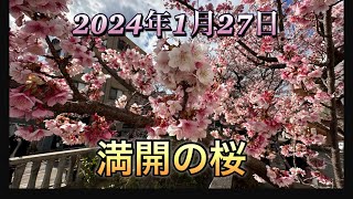 2024年桜情報 すでに満開の熱海桜 [upl. by Lenhard54]