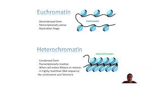 Shorts Euchromatin amp Heterochromatin CSIR NET TNSET GATE Life Science BSc MSc Biology [upl. by Prowel455]