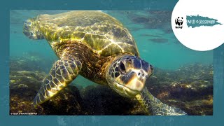 All About Sea Turtles [upl. by Llerrud]