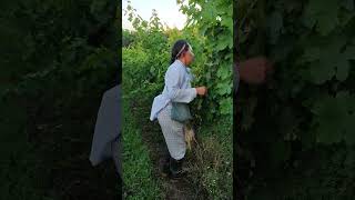 🍇💚 viticultura viñedos fuerzaregida viña viticultura agriculture natural pisca vendimia [upl. by Oeramed]