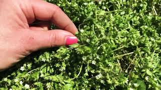 Identifying Chickweed [upl. by Triplett]