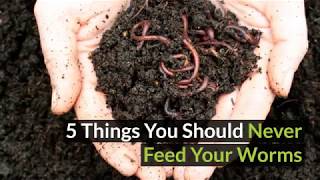 5 things you should never feed to your worm farm [upl. by Purvis]