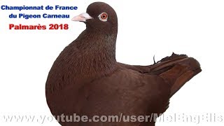 Palmarès  Championnat de France du Pigeon Carneau  SaintJouinBruneval 2018 [upl. by Asare]