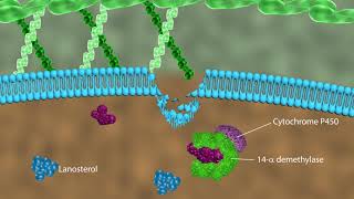 Mechanism of action of antifungal drugs [upl. by Bradstreet]