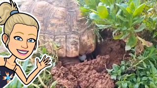 Leopard Tortoise Laying Eggs in Real Time🐢 How Leopard Tortoises Lay Eggs [upl. by Eillam753]