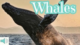 WHALES  learning video for Kids  educational video for children [upl. by Ayotaj]