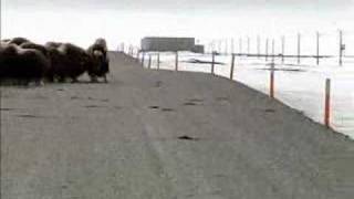 Two foot Musk Ox attacks Grizzly Bear [upl. by Brass139]