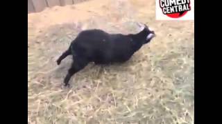 Goat Plays Dead When ScaredLOL [upl. by Aloise]