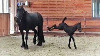 5 days old Friesian horse filly Mathilde for the first time at the inside arena so cute [upl. by Nylac]