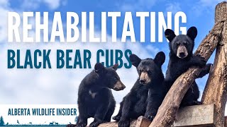 How we return orphaned amp injured black bear cubs to the wild [upl. by Polivy]