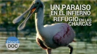 Un Paraiso en el Infierno Refugio en las Charcas  Naturaleza  Planet Doc [upl. by Tillo]