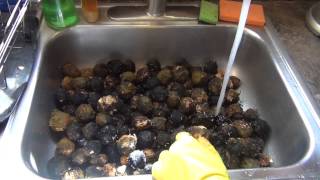 Preparing and Drying Black Walnuts [upl. by Hedda]