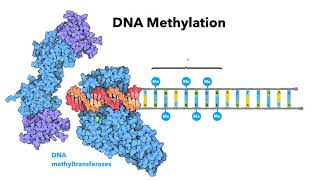 Introduction to epigenetics  LearnOmicsLogiccom [upl. by Airretnahs]